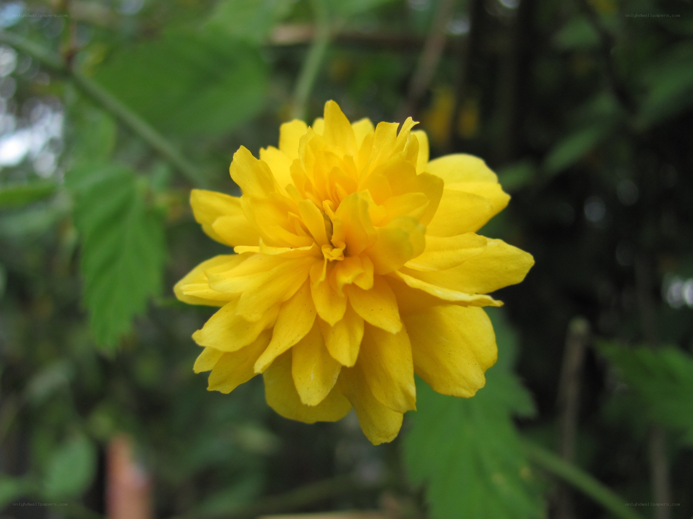 yellow flower in garden