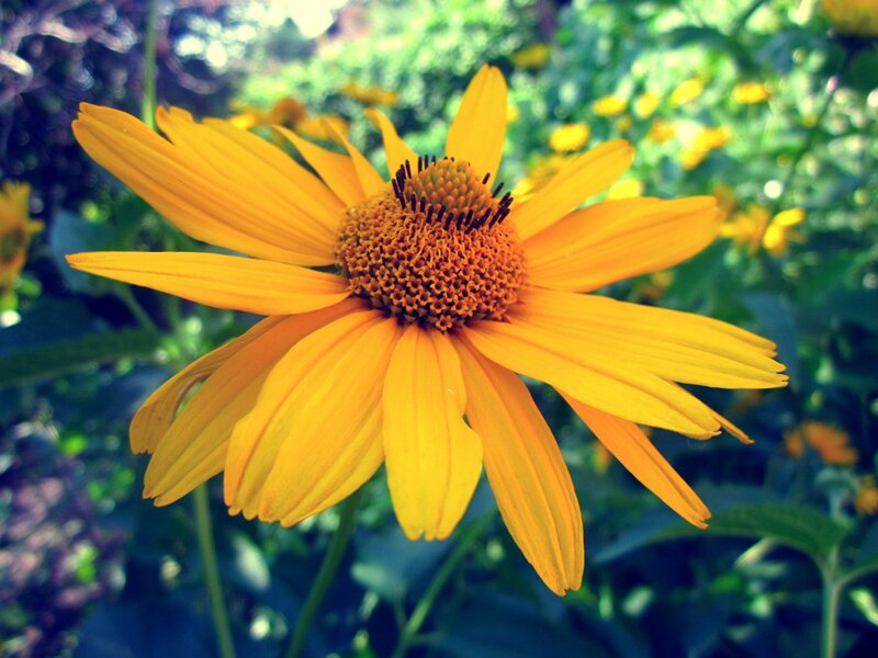 yellow flower in garden