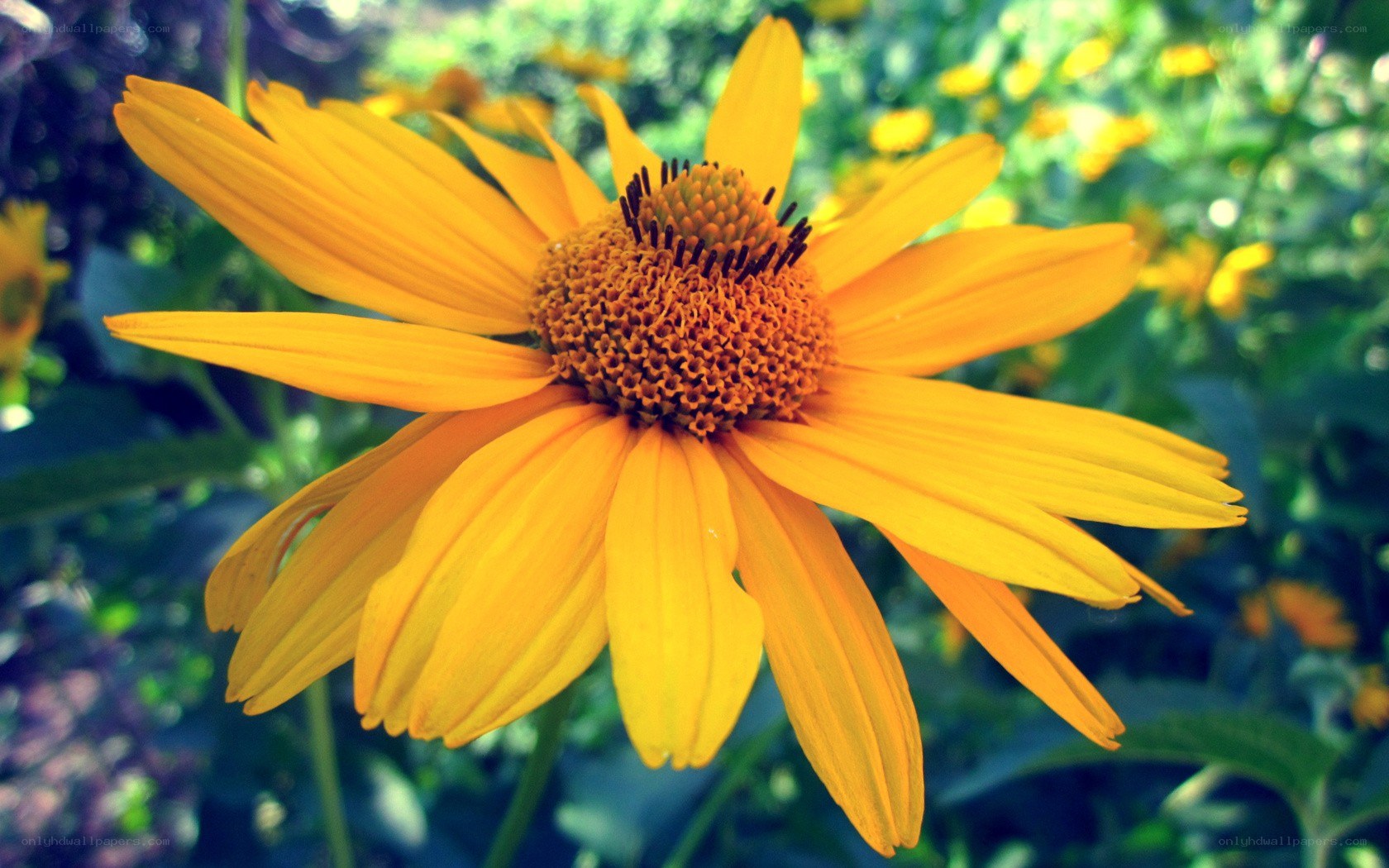 Yellow flower in garden