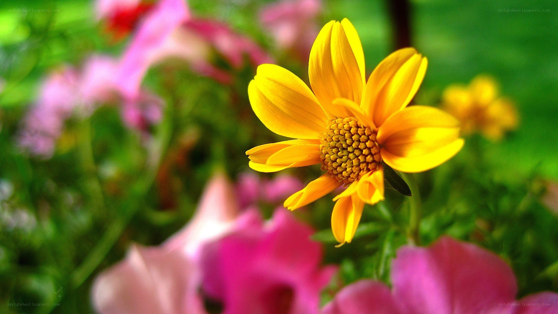 Yellow flower in garden