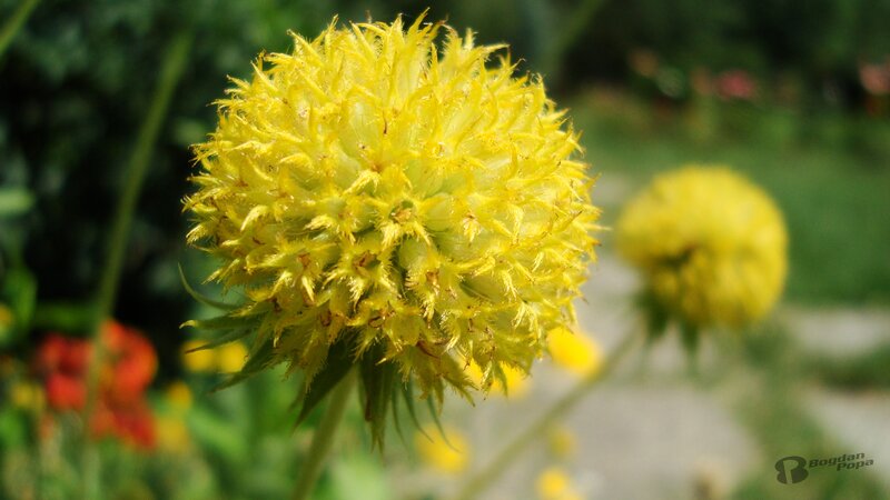 Yellow flower in garden