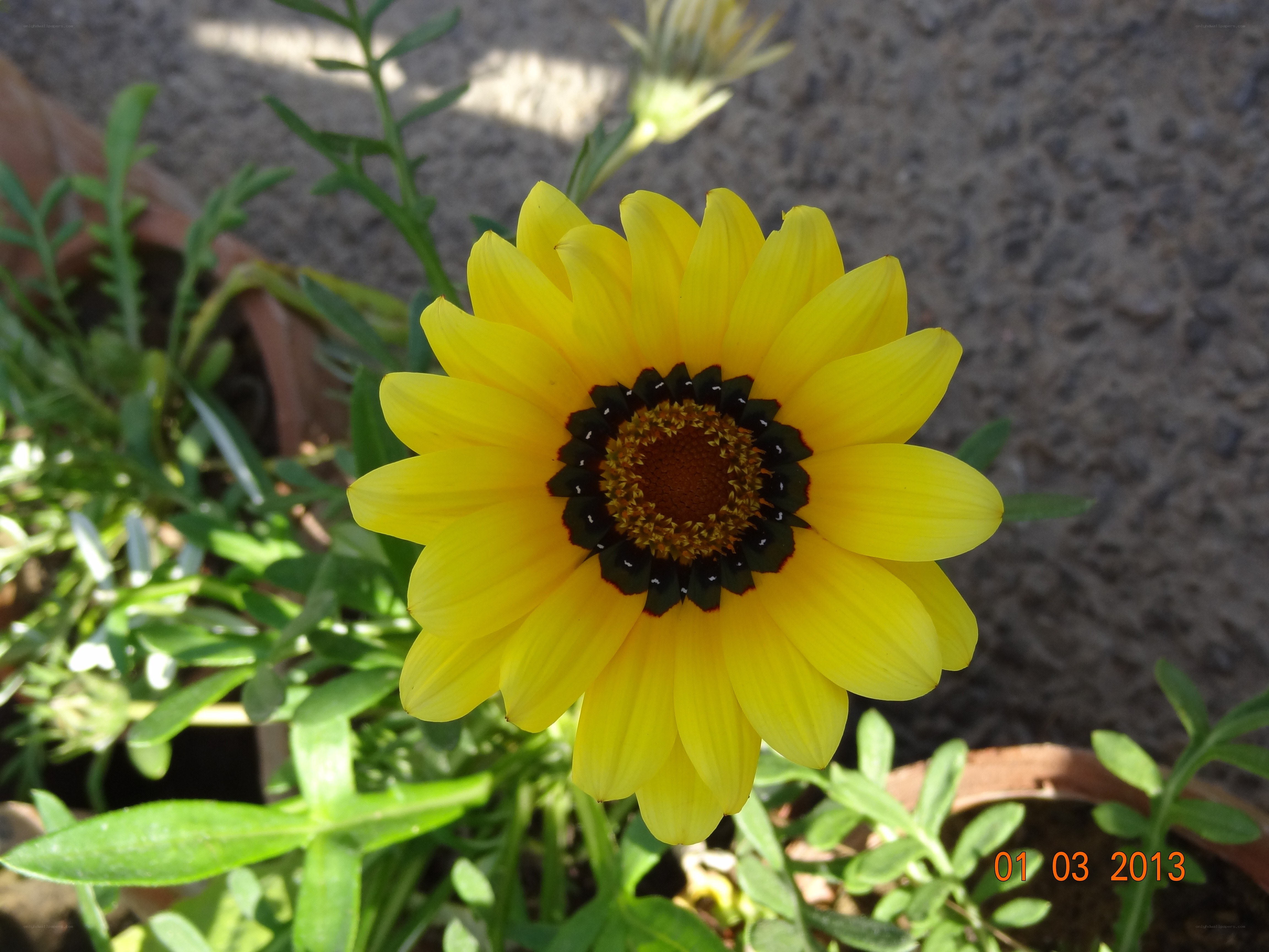 yellow flower in garden