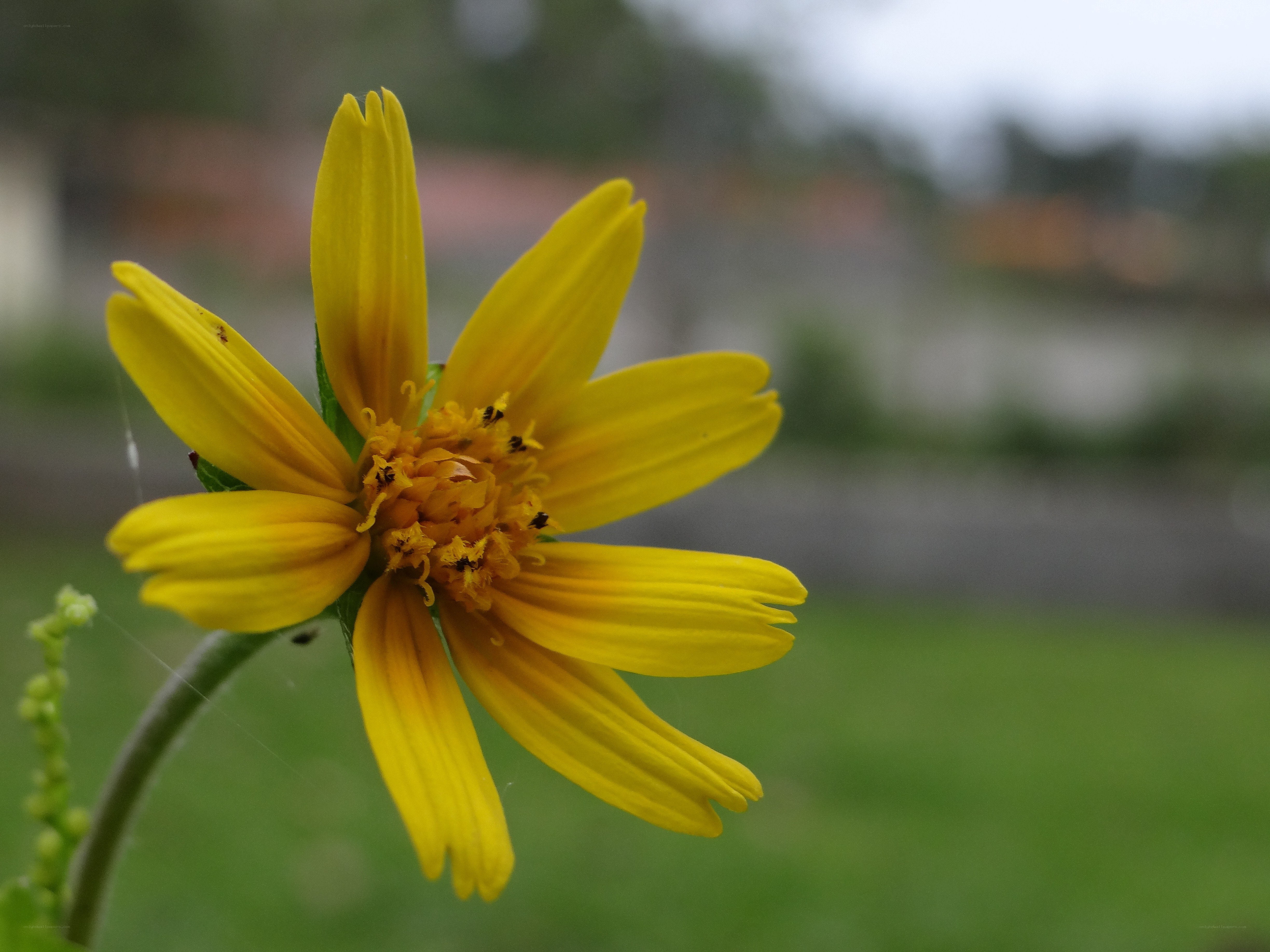 yellow flower in garden