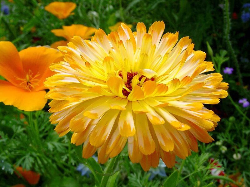 Yellow flower in garden