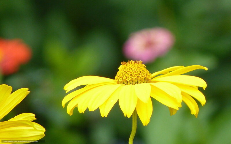 Yellow flower in garden