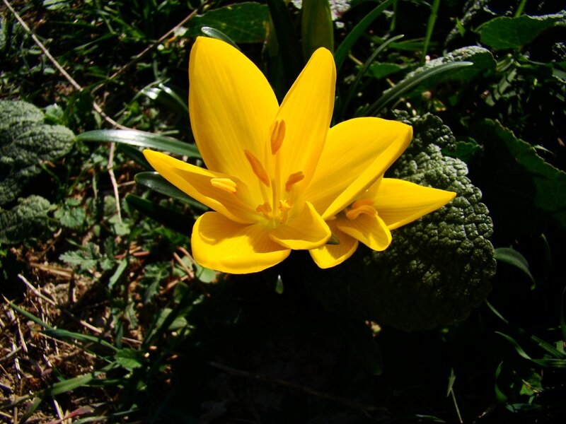 Yellow flower in garden