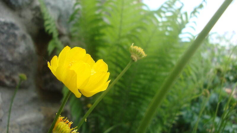 Yellow flower in garden