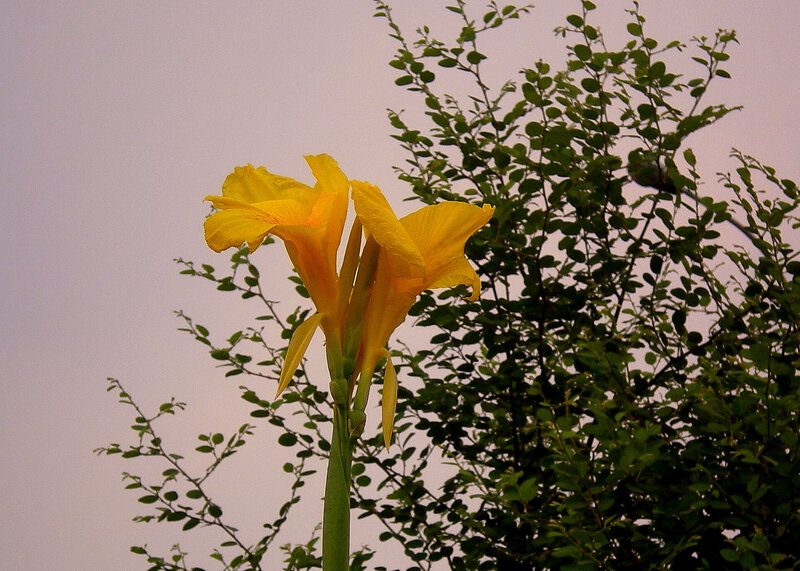 Yellow flower in garden