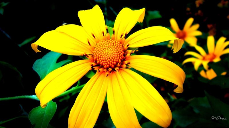 yellow flower in garden