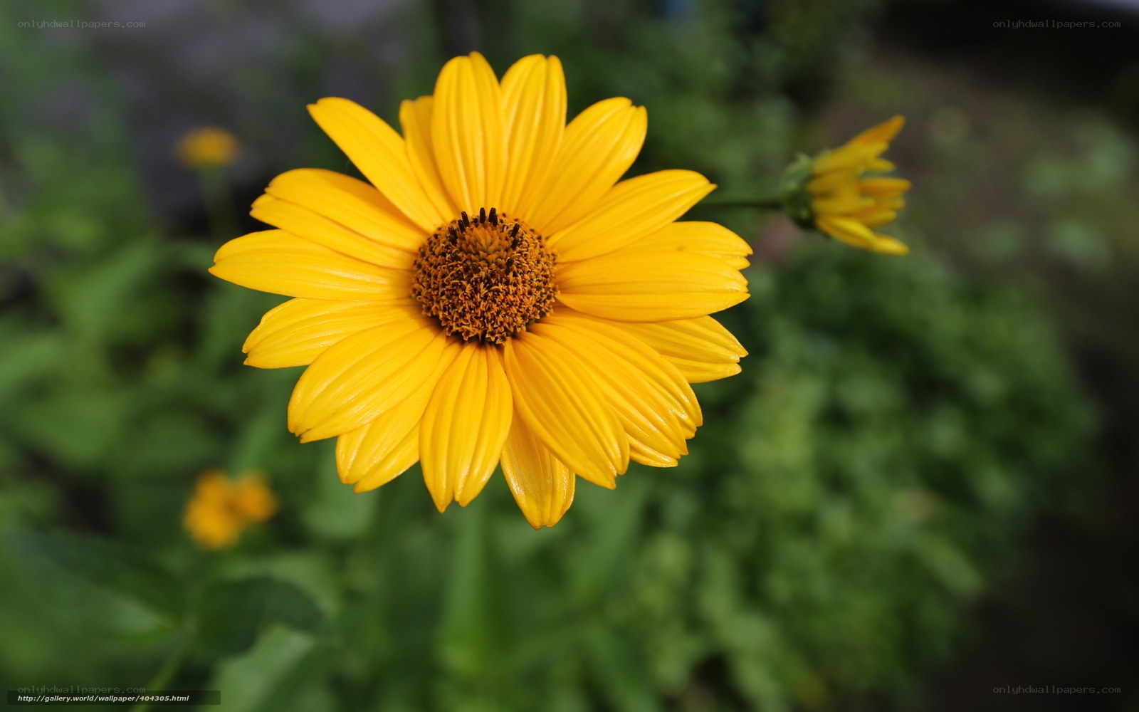 Yellow flower in garden