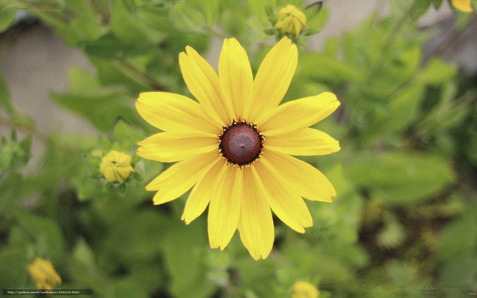 Yellow flower in garden
