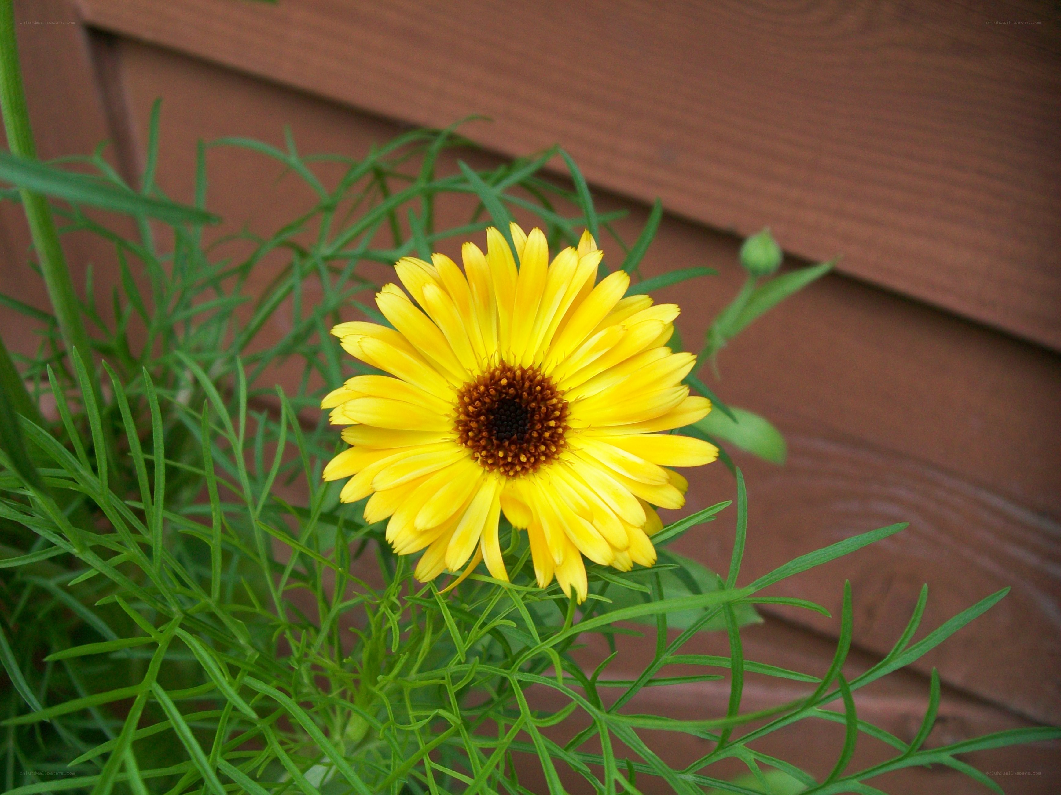 yellow flower in garden