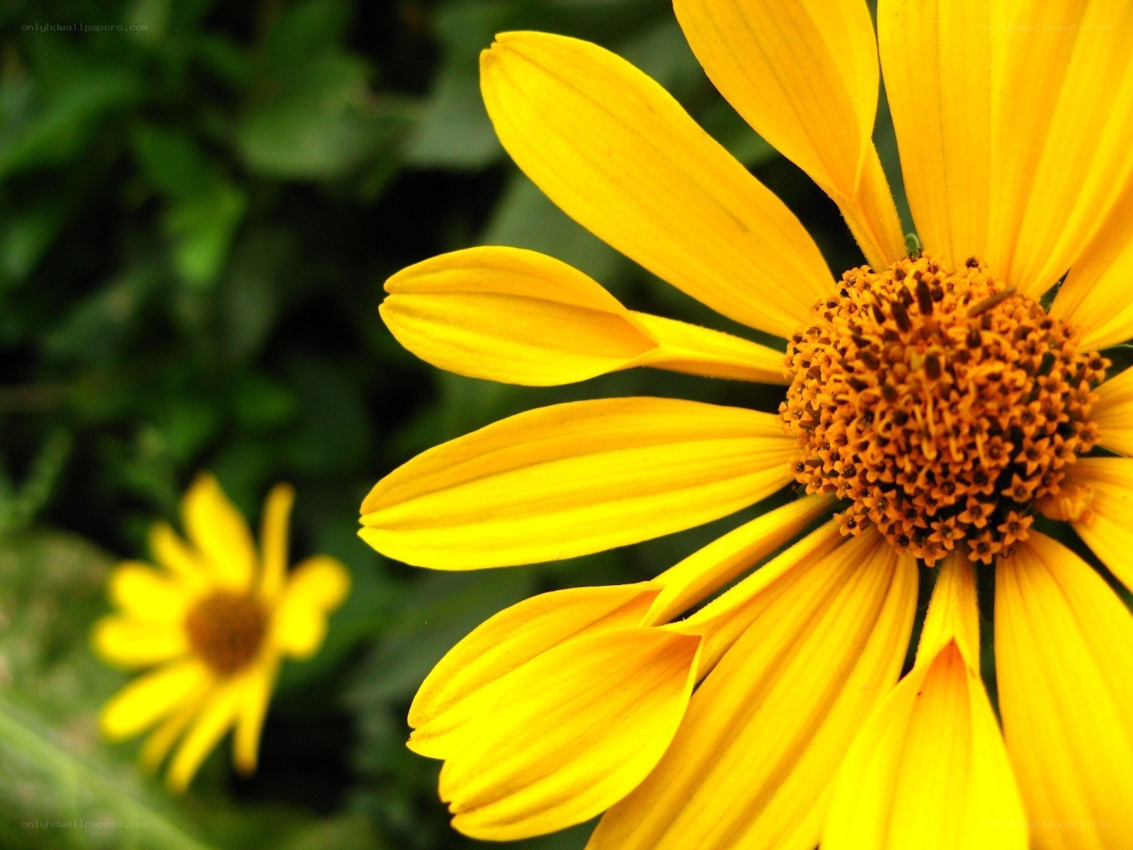 Yellow flower in garden