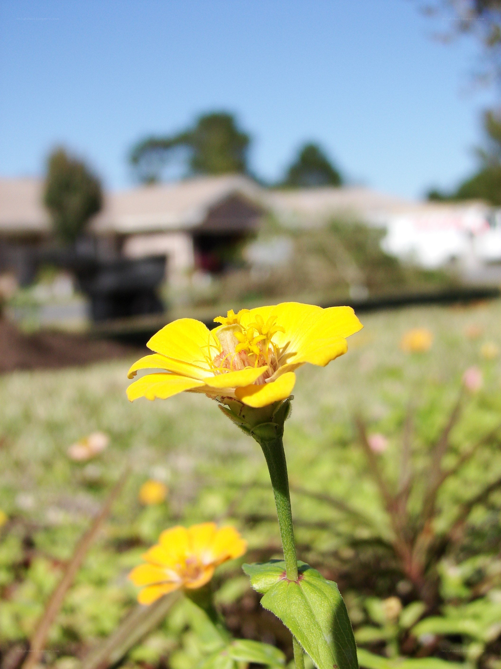 yellow flower in garden