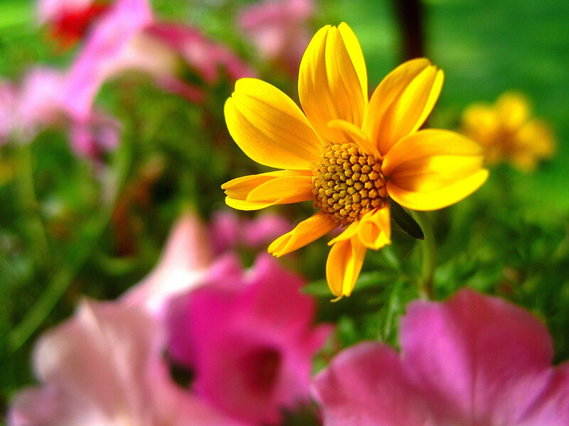 Yellow Flower in Garden — Bright