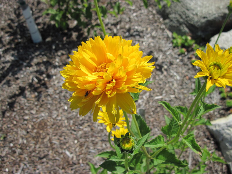 Yellow Flower in Garden — Calm, Afternoon, Photograph, Bee