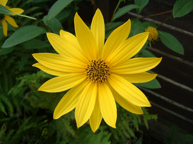 Yellow Flower in Garden — Calm, Afternoon, Photograph, Green Leaves, Wooden Fence