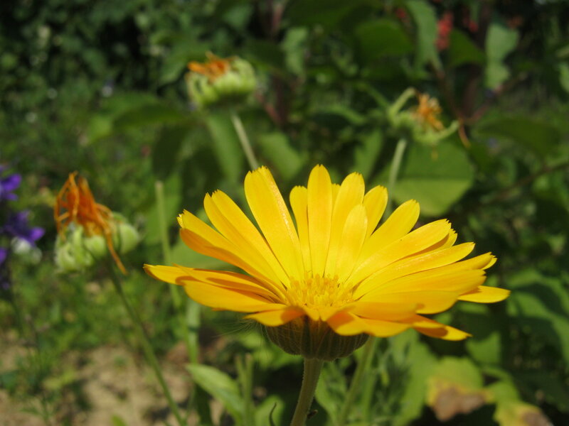 Yellow Flower in Garden — Calm, Afternoon, Photograph