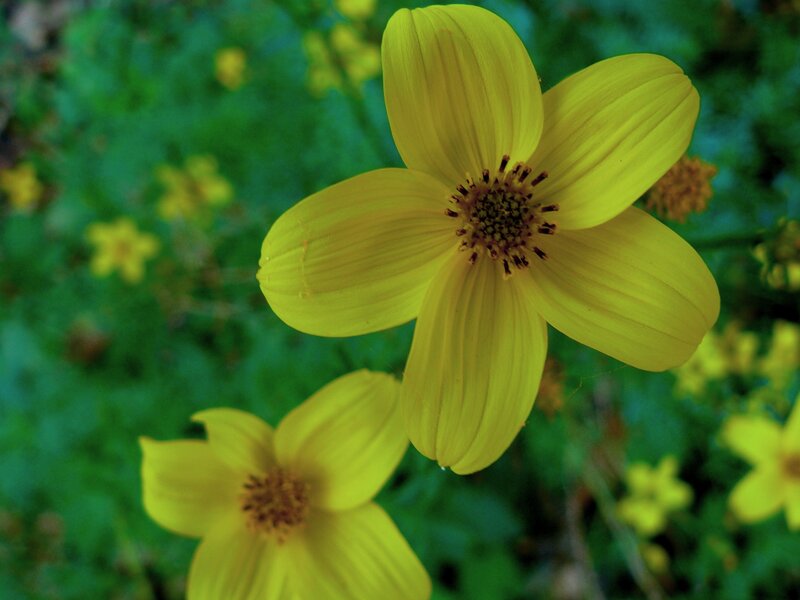 Yellow Flower in Garden — Calm, Afternoon