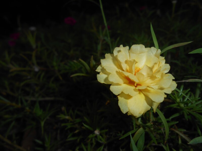 Yellow Flower in Garden — Calm, Night