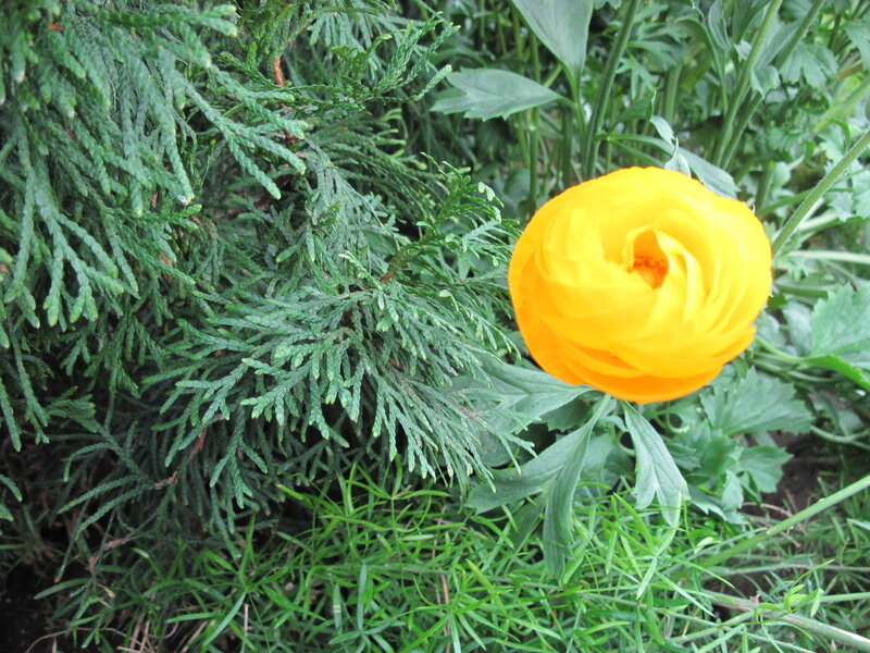 Yellow Flower in Garden — Calm, Spring