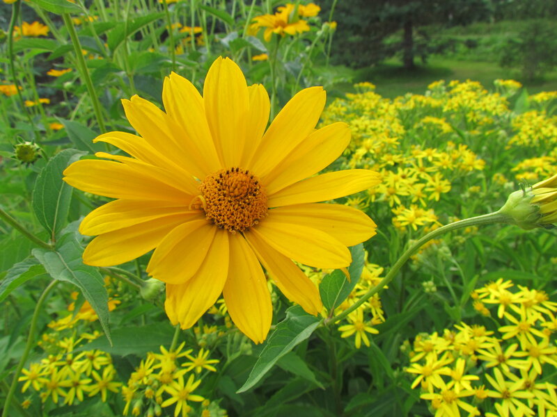Yellow Flower in Garden — Calm, Summer