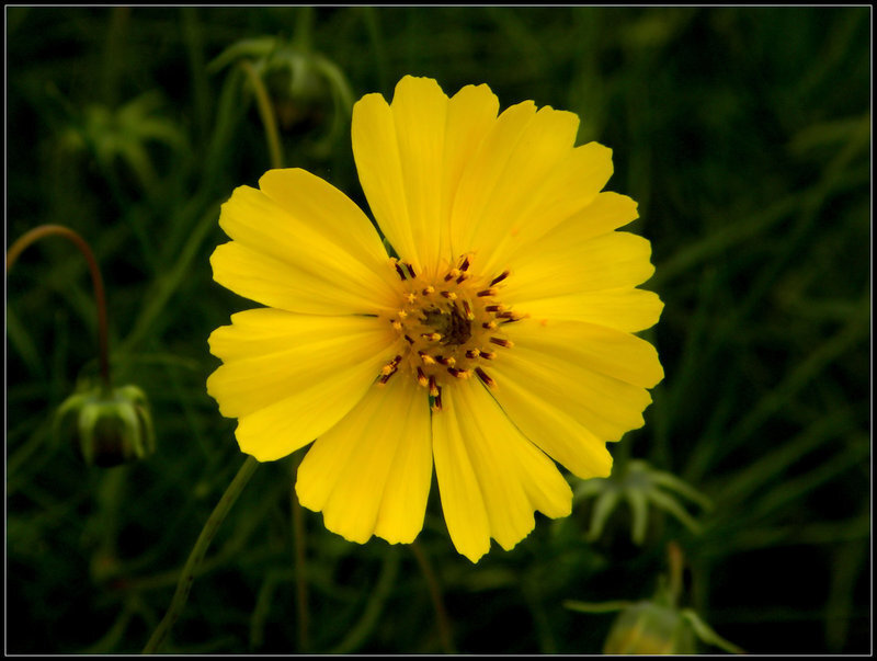 Yellow Flower in Garden — Calm