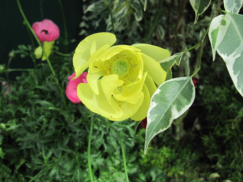 Yellow Flower in Garden — Natural, Afternoon, Photograph