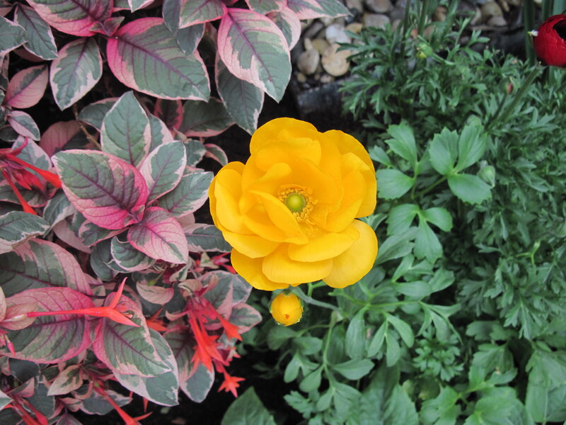 Yellow Flower in Garden — Natural, Afternoon