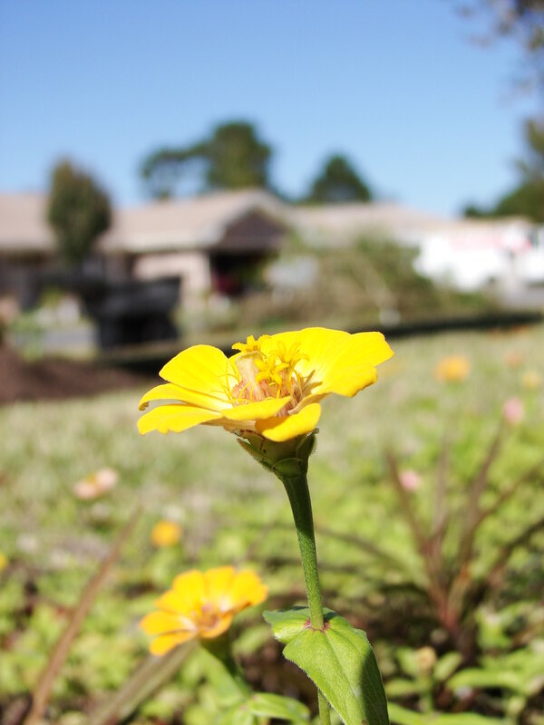 Yellow Flower in Garden — Serene, Afternoon, Photograph, Grass