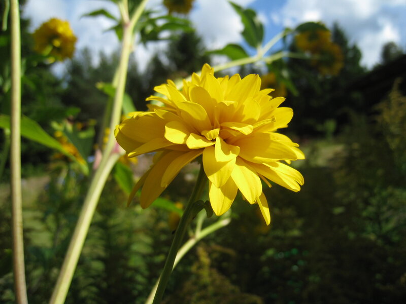 Yellow Flower in Garden — Serene, Afternoon, Photograph, Stem