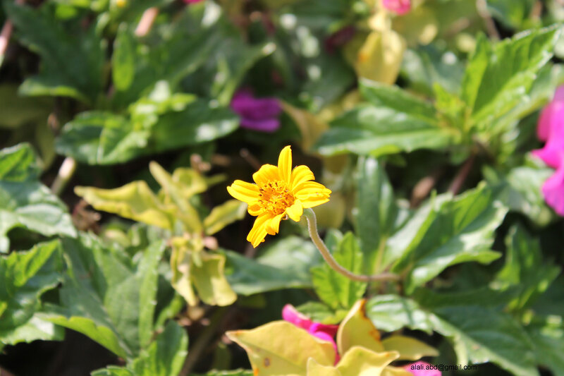 Yellow Flower in Garden — Serene, Afternoon, Photograph