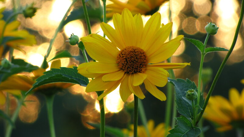 Yellow Flower in Garden — Serene, Sunset
