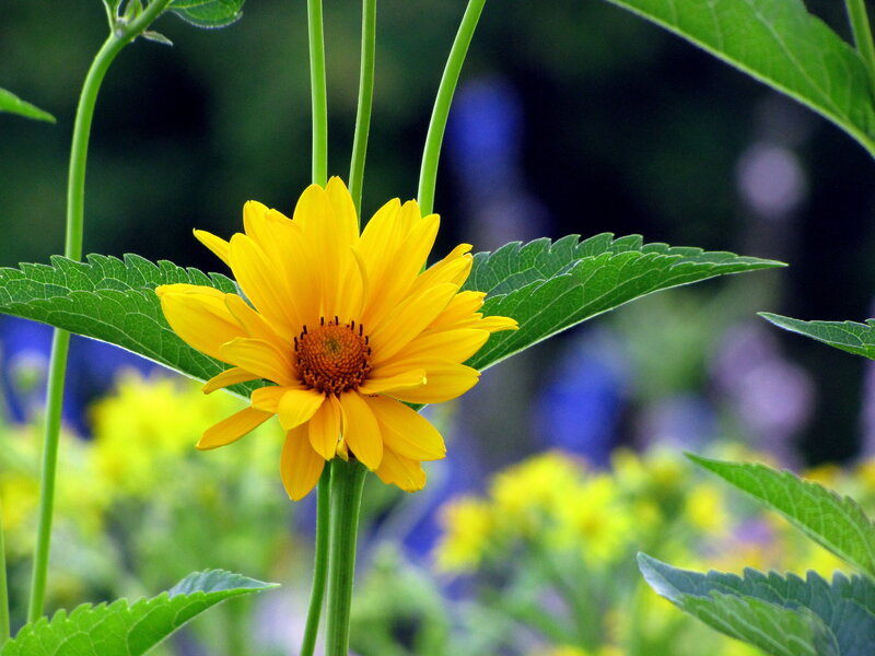 Yellow Flower in Garden — Serene