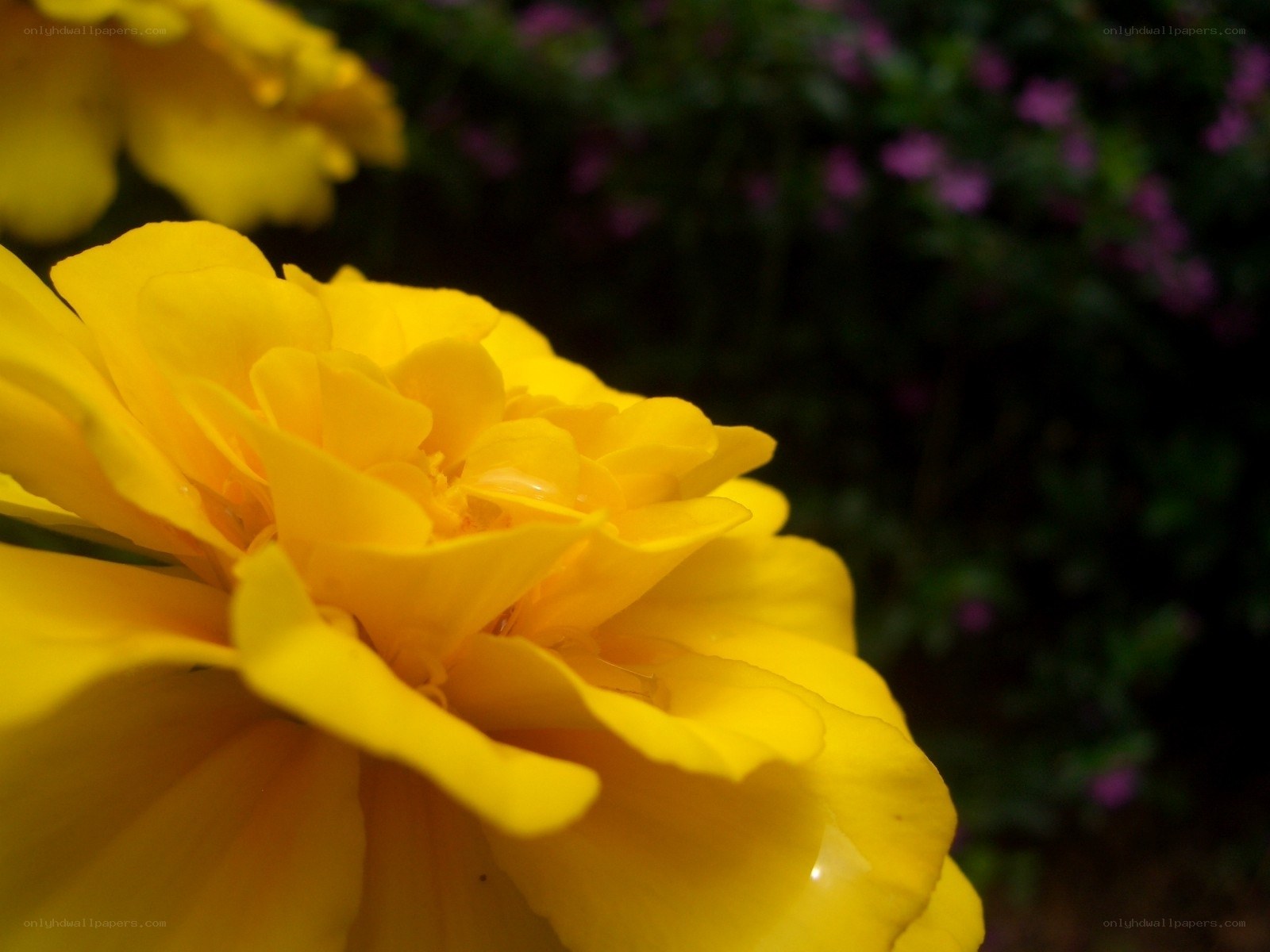 Yellow flower in garden