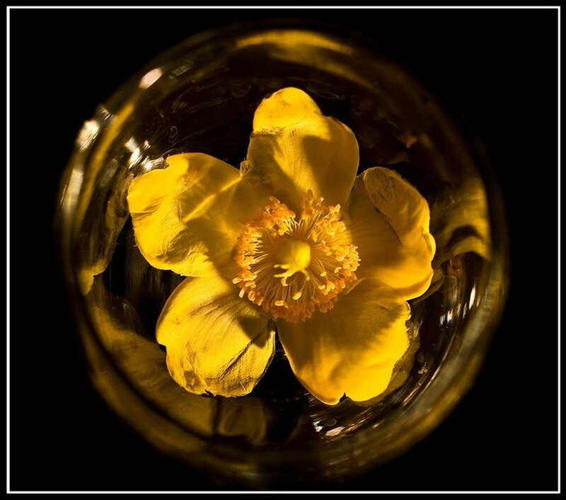 Yellow flower in glass container