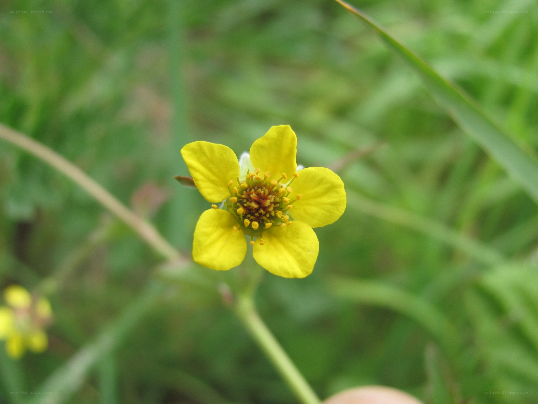 Yellow flower in grass