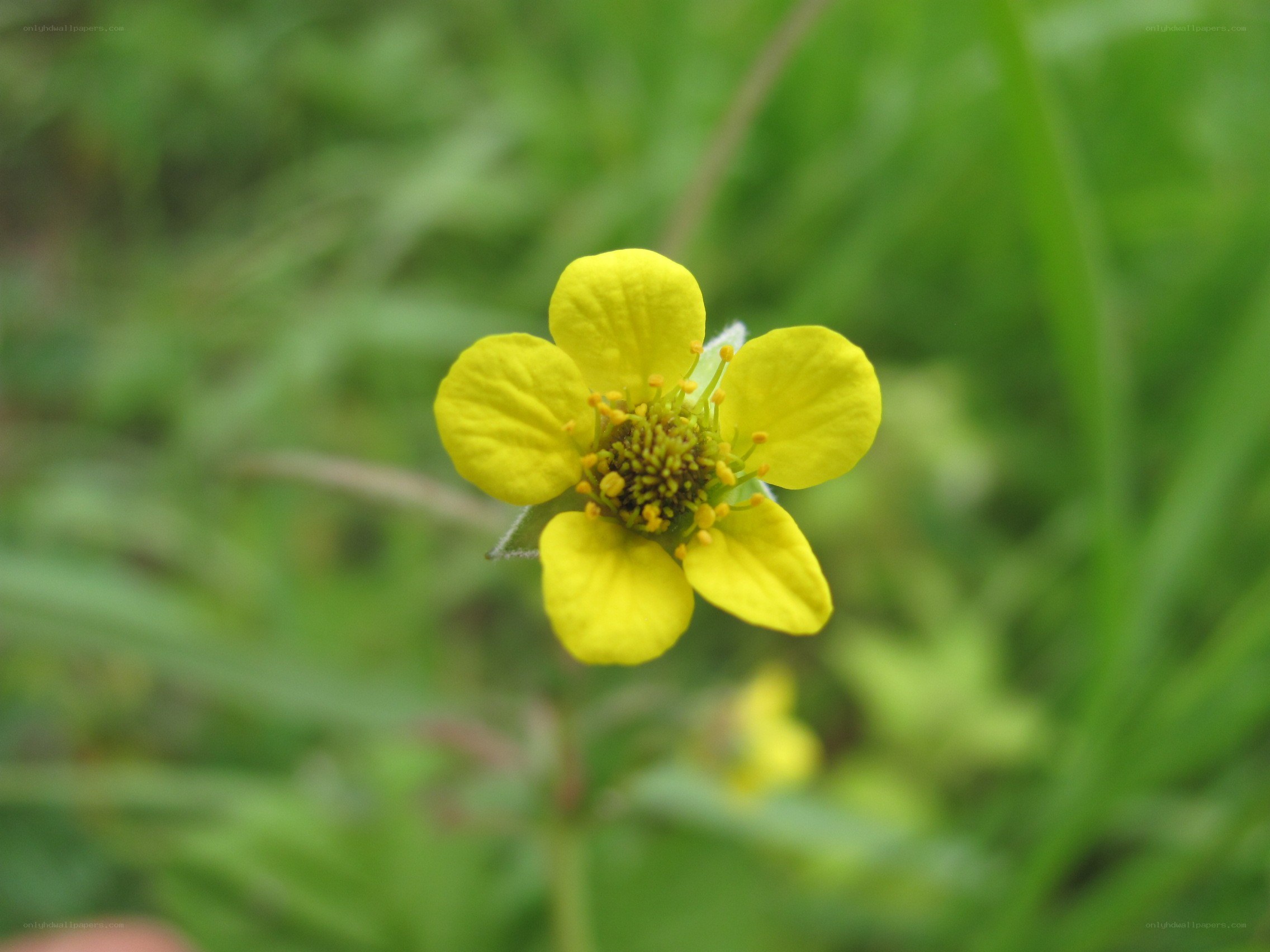 yellow flower in grass