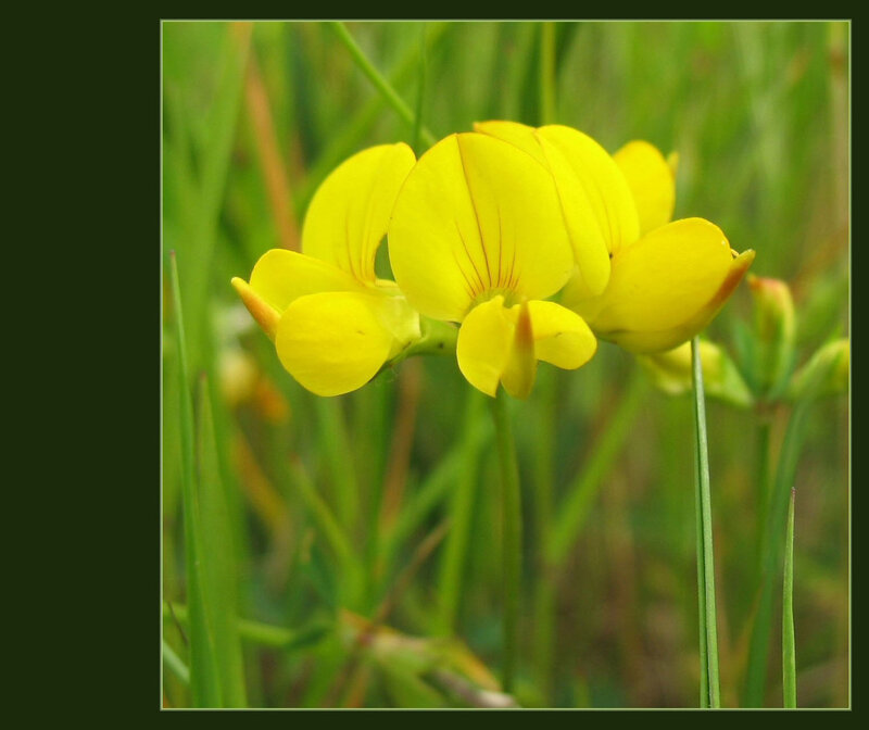 yellow flower in grass