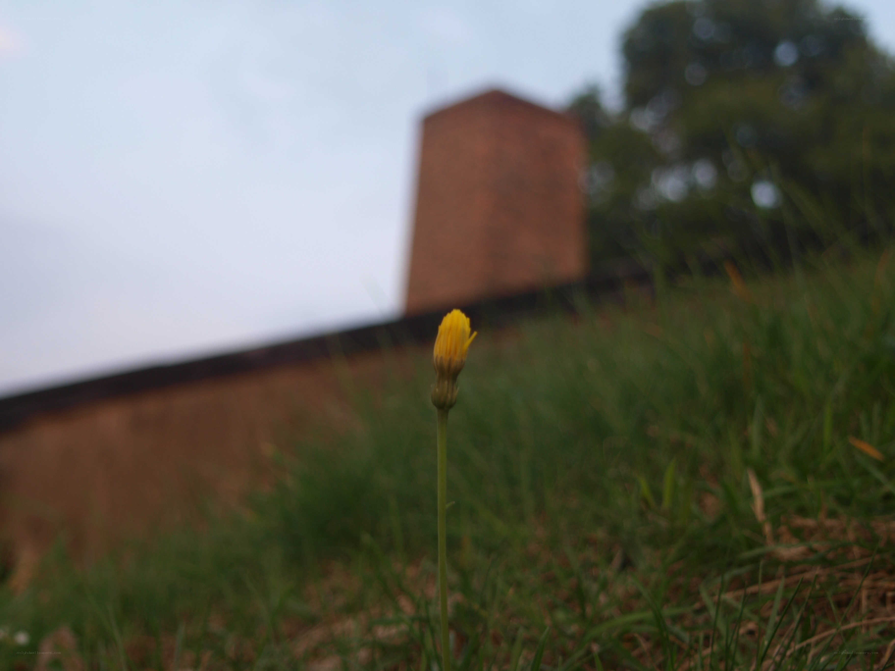 Yellow flower in grass