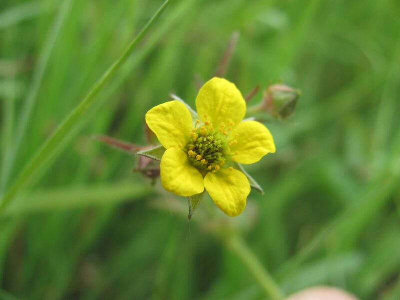 yellow flower in grass