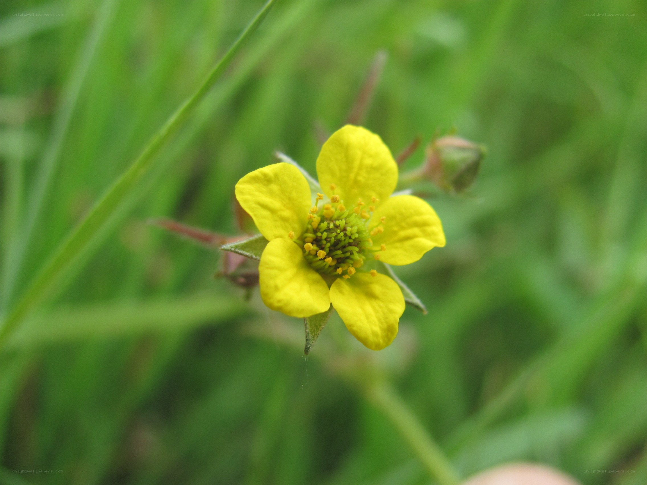 yellow flower in grass