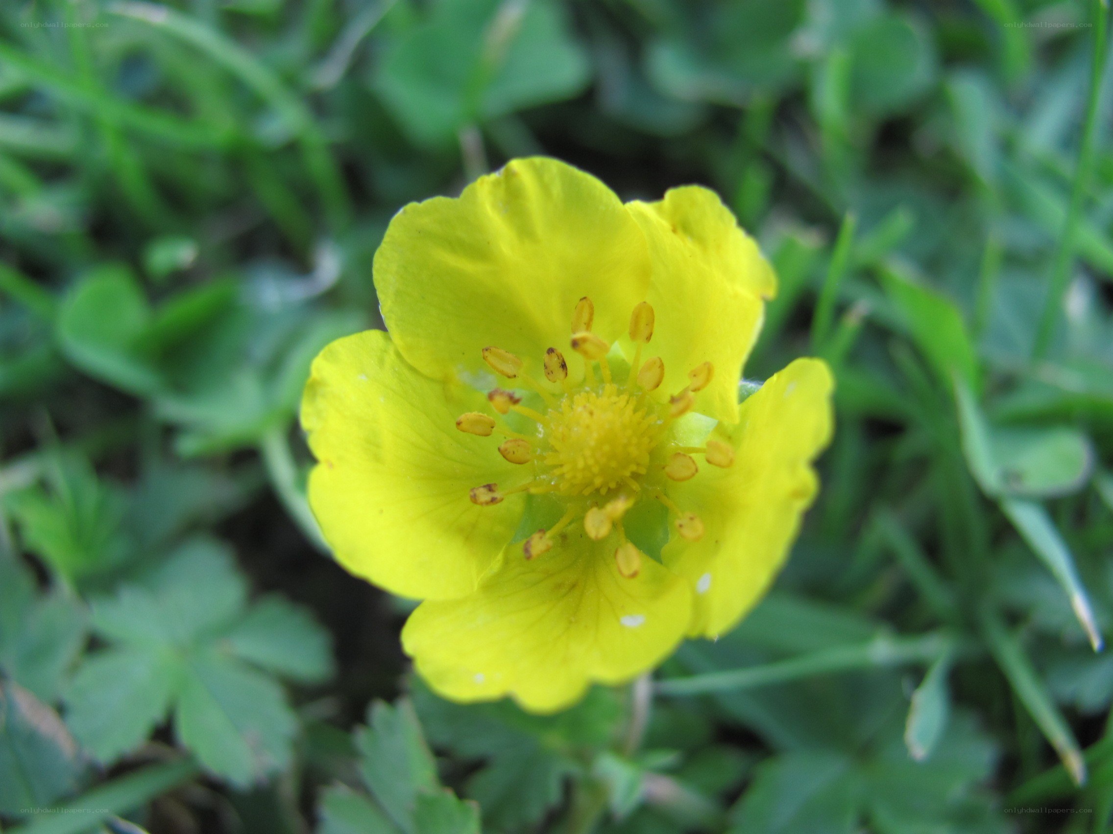 yellow flower in grass