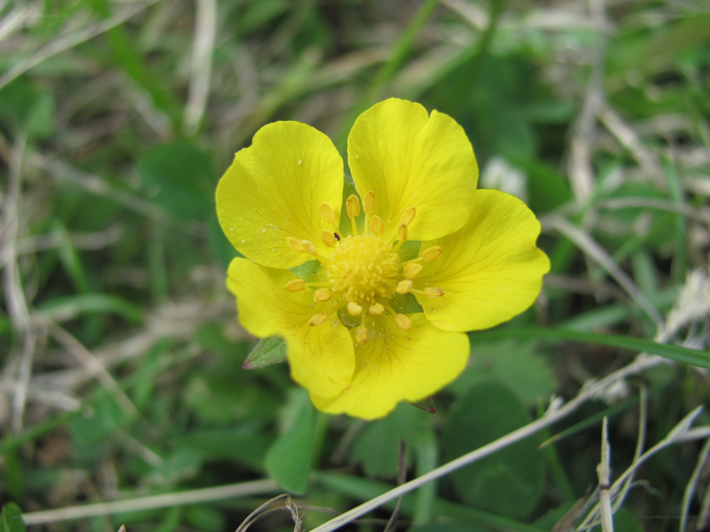 yellow flower in grass