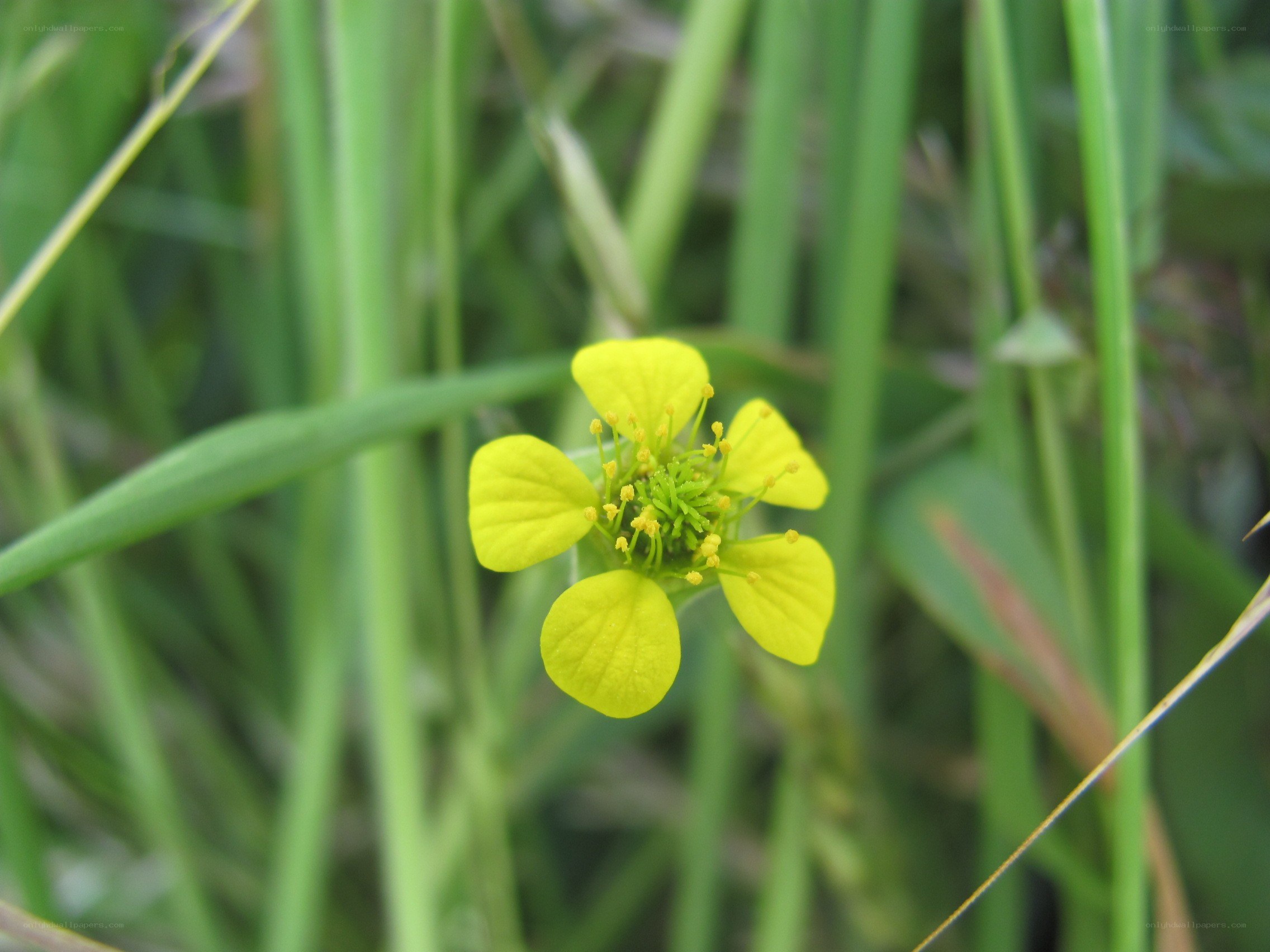 yellow flower in grass