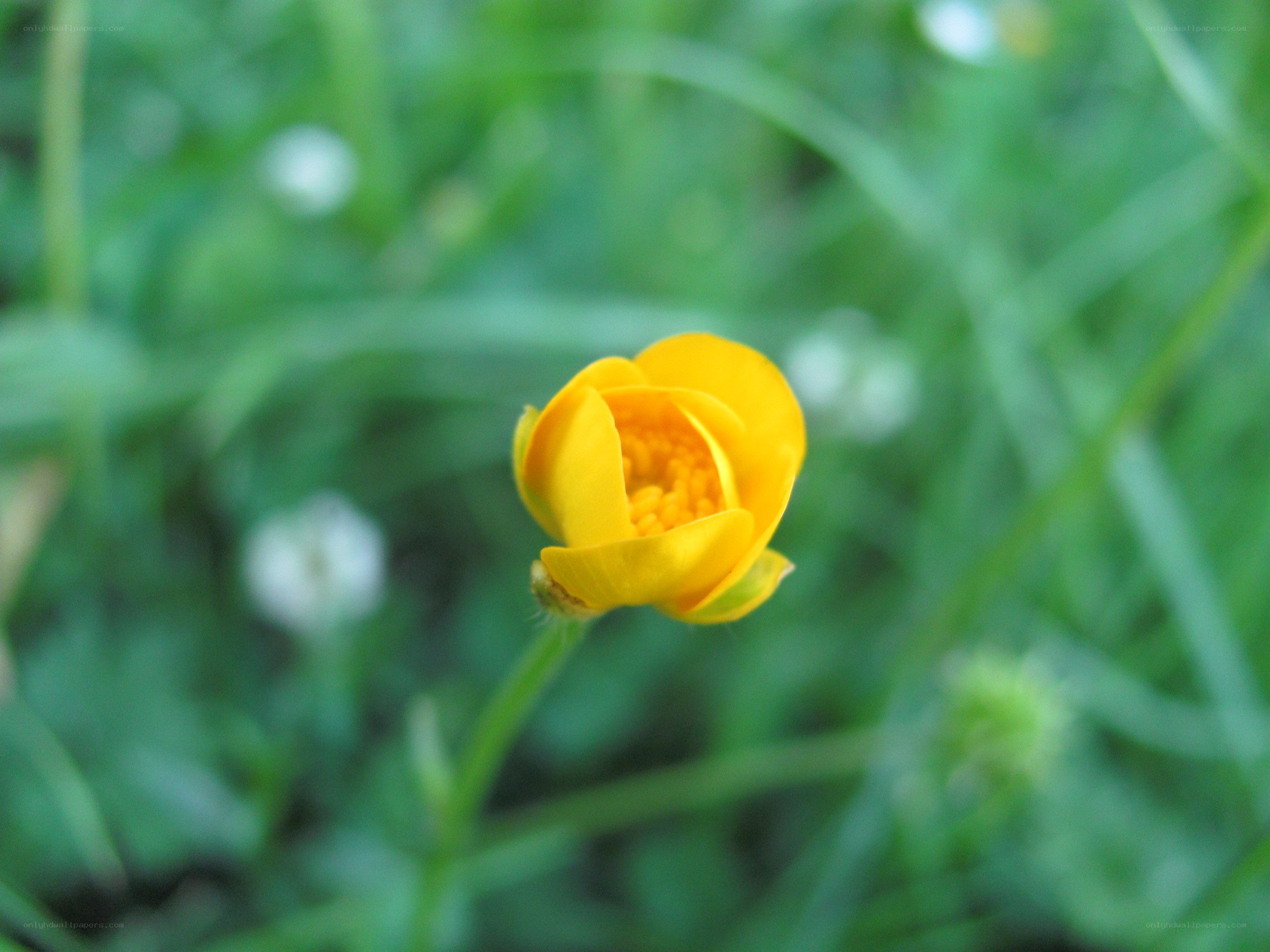 Yellow flower in grass