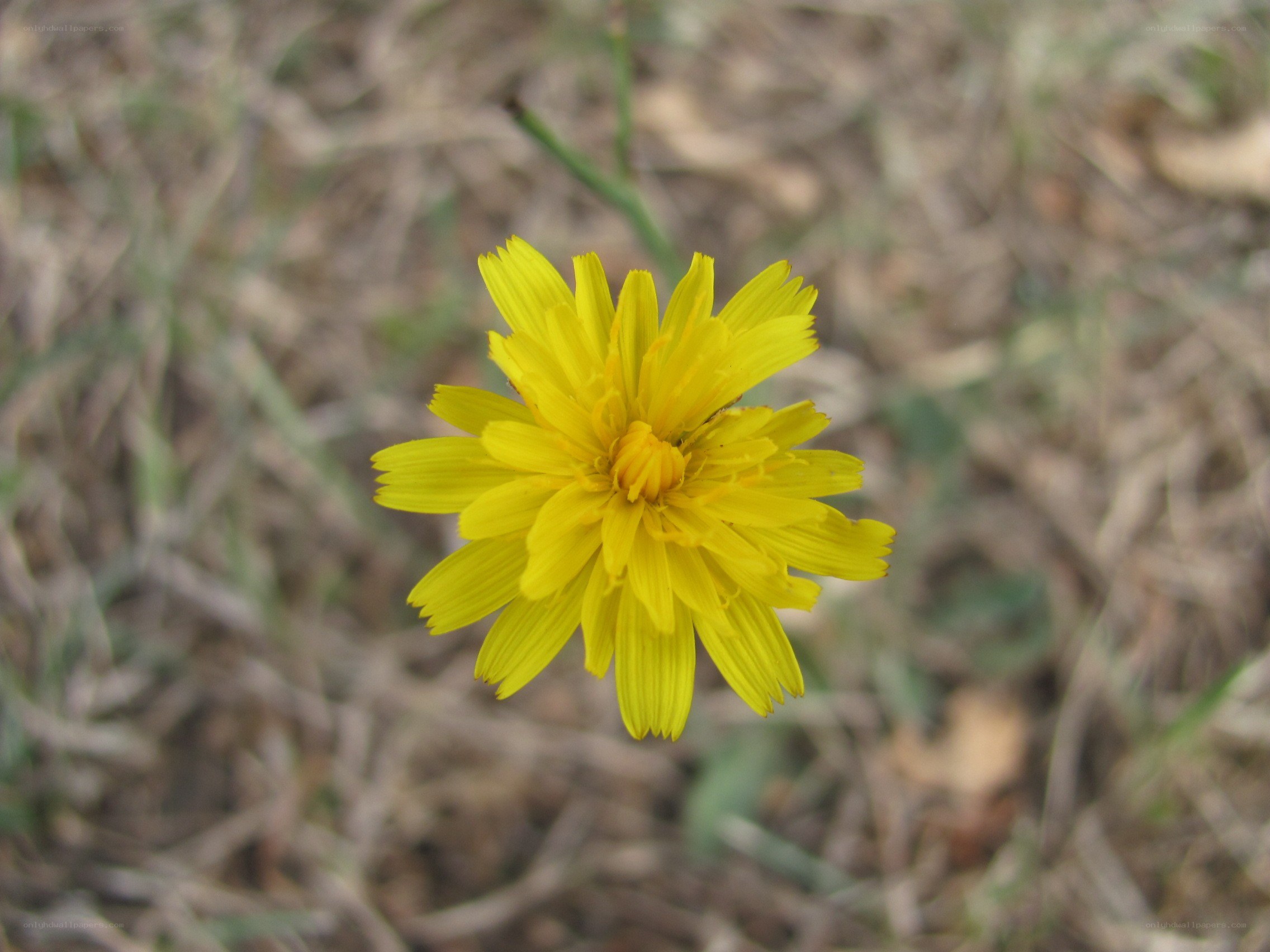 yellow flower in grass