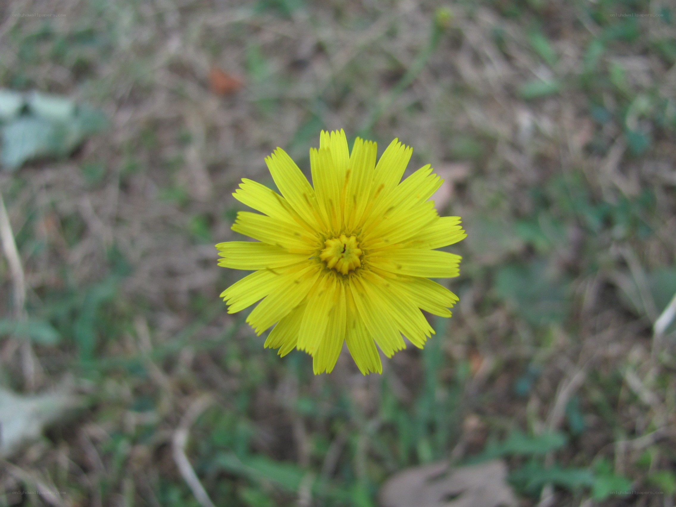 yellow flower in grass