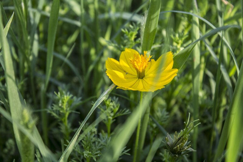 Yellow Flower in Grass — Afternoon, Photograph
