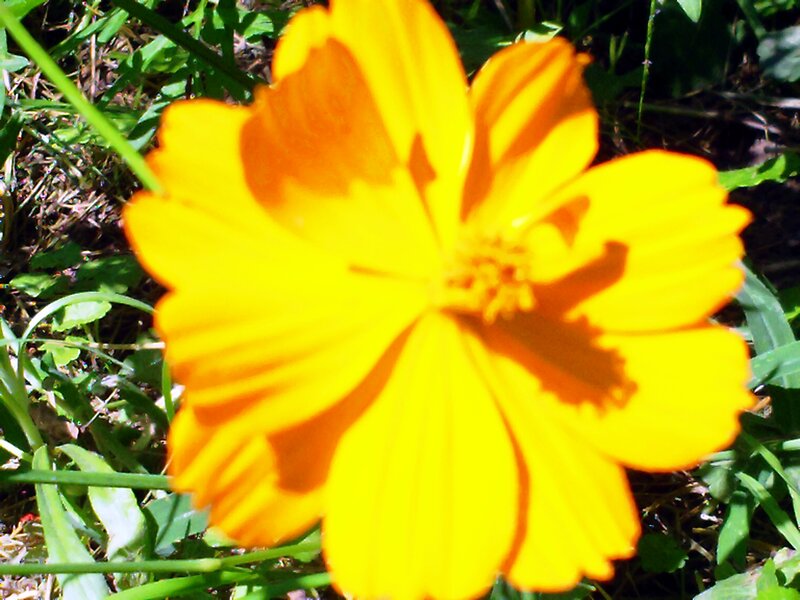 Yellow Flower in Grass — Bright